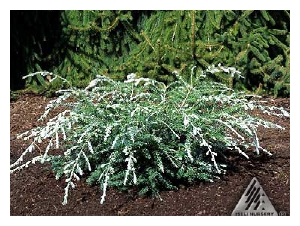 TSUGA canadensis 'Albo Spica'